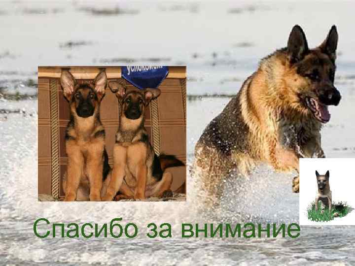 Спасибо за внимание 