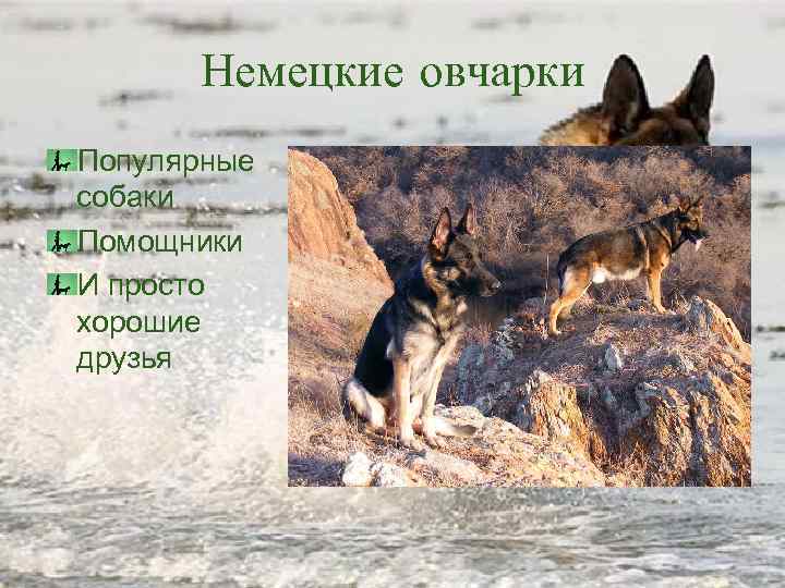 Немецкие овчарки Популярные собаки Помощники И просто хорошие друзья 