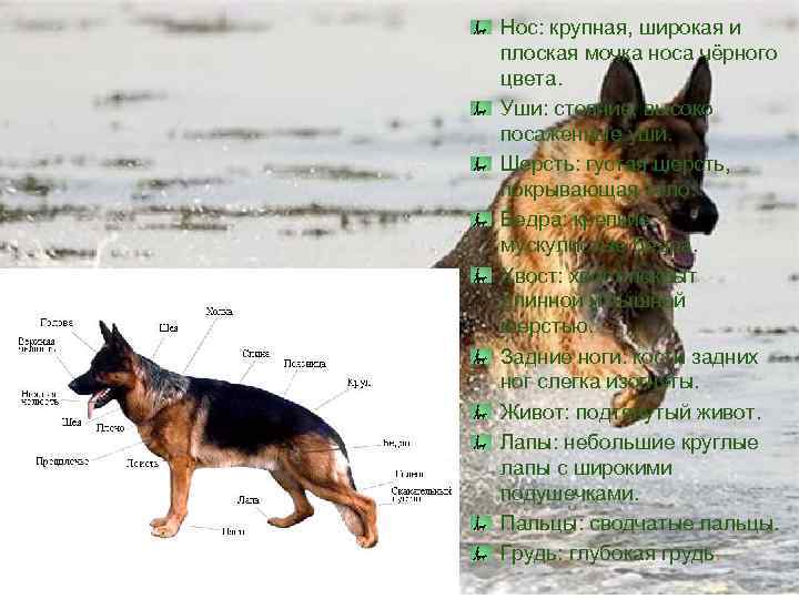 Нос: крупная, широкая и плоская мочка носа чёрного цвета. Уши: стоячие, высоко посаженные уши.