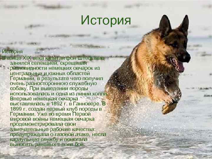 История В конце XIX века капитан фон Штефаниц занялся селекцией, скрещивая разновидности немецких овчарок