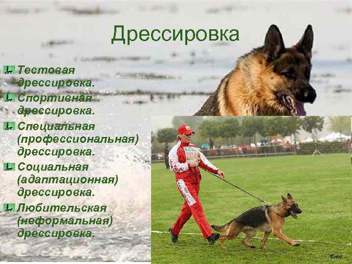 Дрессировка Тестовая дрессировка. Спортивная дрессировка. Специальная (профессиональная) дрессировка. Социальная (адаптационная) дрессировка. Любительская (неформальная) дрессировка.