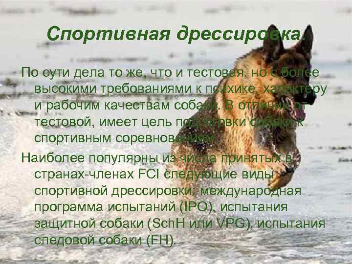 Спортивная дрессировка. По сути дела то же, что и тестовая, но с более высокими