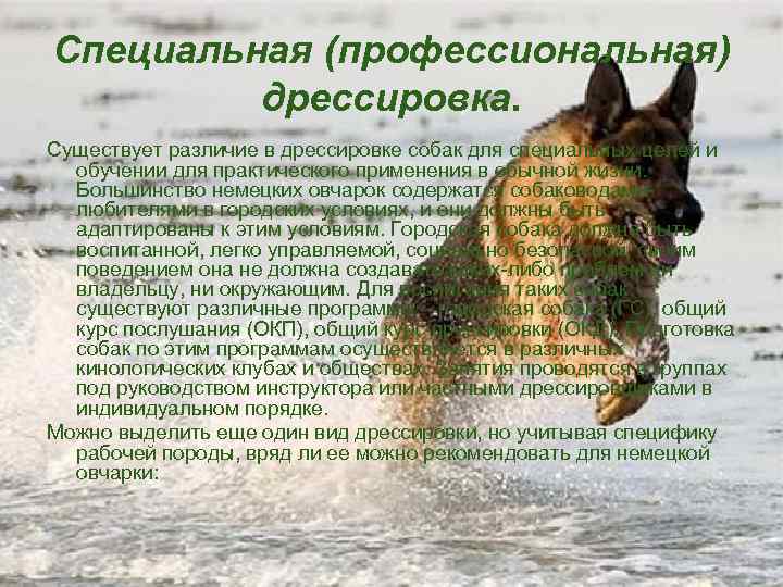 Специальная (профессиональная) дрессировка. Существует различие в дрессировке собак для специальных целей и обучении для