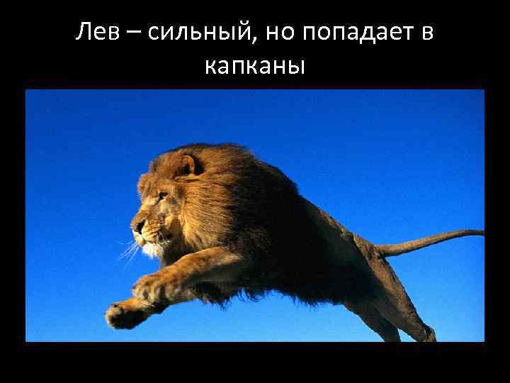 Лев – сильный, но попадает в капканы 