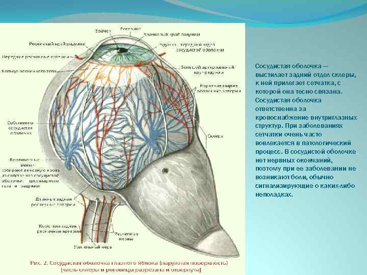 Сосудистая оболочка — выстилает задний отдел склеры, к ней прилегает сетчатка, с которой она
