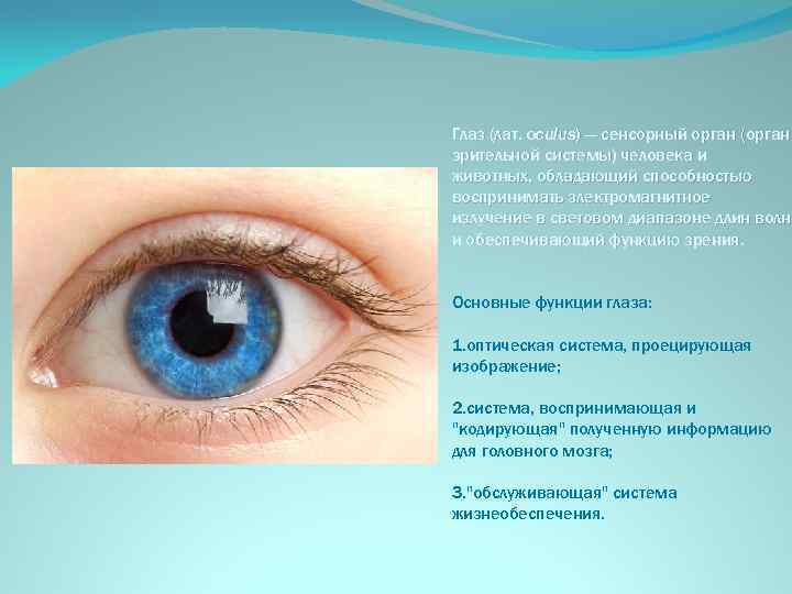 Глаз (лат. oculus) — сенсорный орган (орган зрительной системы) человека и животных, обладающий способностью