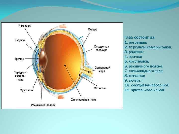 Глаз состоит из: 1. роговицы; 2. передней камеры глаза; 3. радужки; 4. зрачка; 5.