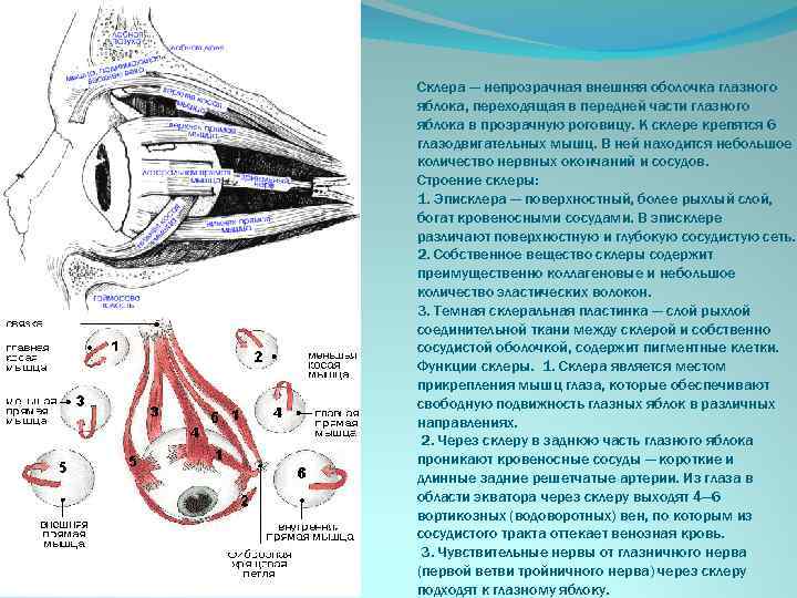 Склера — непрозрачная внешняя оболочка глазного яблока, переходящая в передней части глазного яблока в