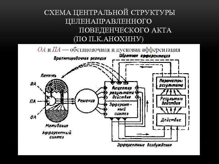 СХЕМА ЦЕНТРАЛЬНОЙ СТРУКТУРЫ ЦЕЛЕНАПРАВЛЕННОГО ПОВЕДЕНЧЕСКОГО АКТА (ПО П. К. АНОХИНУ) 