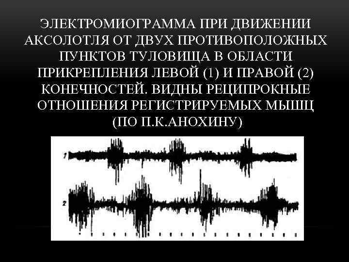 ЭЛЕКТРОМИОГРАММА ПРИ ДВИЖЕНИИ АКСОЛОТЛЯ ОТ ДВУХ ПРОТИВОПОЛОЖНЫХ ПУНКТОВ ТУЛОВИЩА В ОБЛАСТИ ПРИКРЕПЛЕНИЯ ЛЕВОЙ (1)