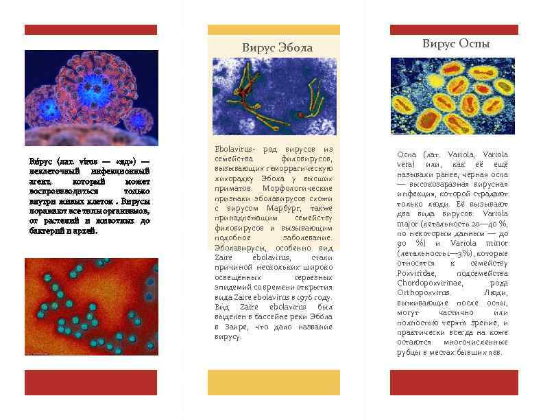 Вирус Эбола Ви рус (лат. virus — «яд» ) — неклеточный инфекционный агент, который