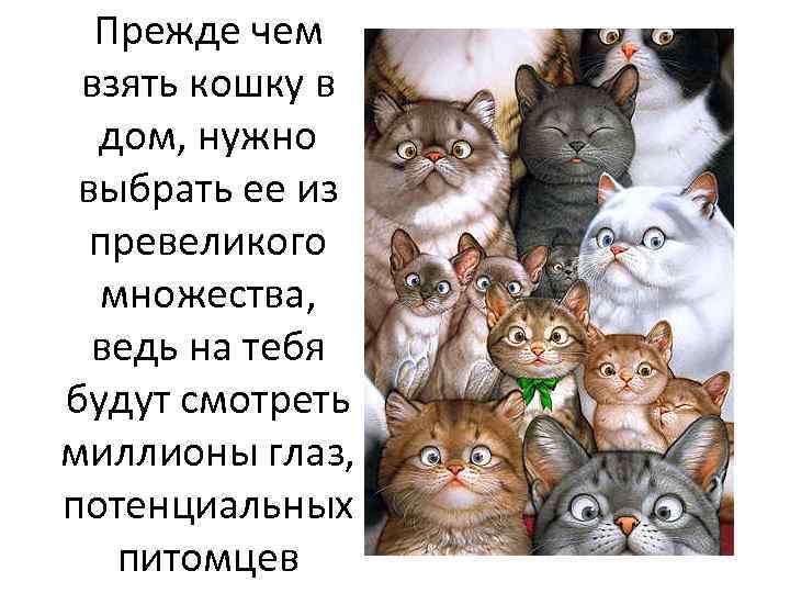 Забери кота. Возьмите кошку. Возьму кошку бесплатно. Всем кошкам нужен дом. Возьмите кошку в дом.