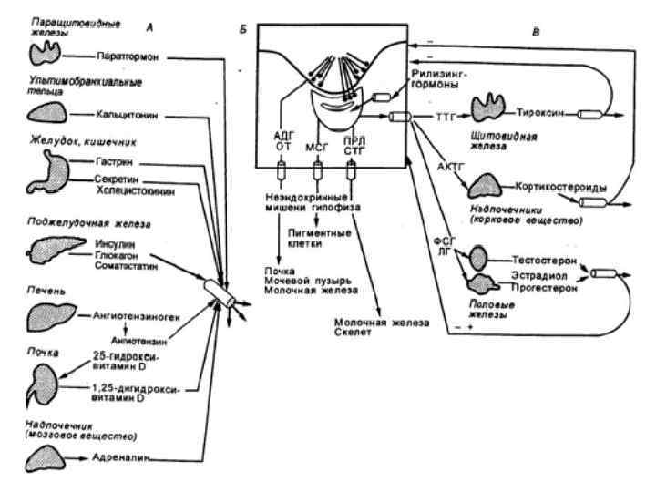 Орган мишень щитовидной железы. Схема взаимосвязей эндокринных желез. Схема регуляции эндокринной системы. Гормональная регуляция организма схема. Гормоны схема действия в организме.