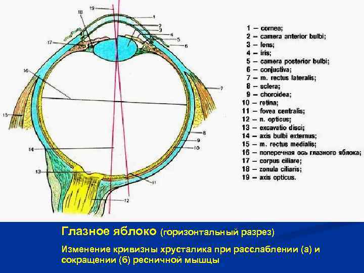 ЛЕКЦИЯ 9 СТРОЕНИЕ И ФУНКЦИИ ЗРИТЕЛЬНОГО АНАЛИЗАТОРА