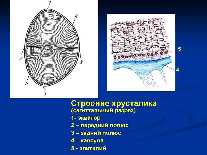 Схема строения хрусталика гистология