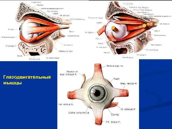 Глазодвигательный нерв мышцы. Глазодвигательные мышцы строение. Глазодвигательные мышцы глаза функции. Глазодвигательные мышцы анатомия анализаторы. Строение мышц глаза.