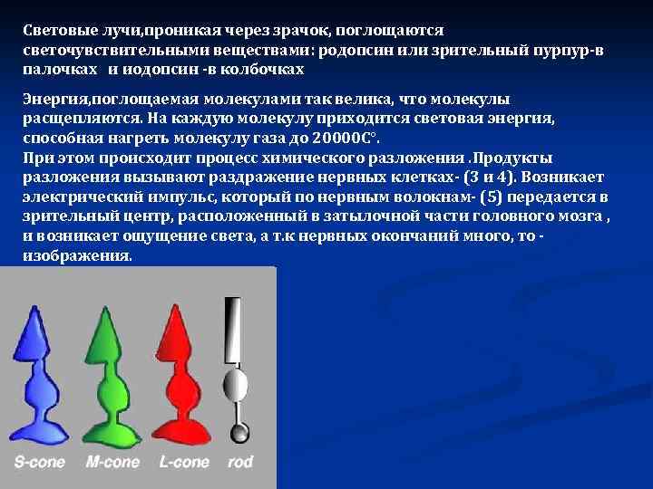 Световые лучи, проникая через зрачок, поглощаются светочувствительными веществами: родопсин или зрительный пурпур-в палочках и