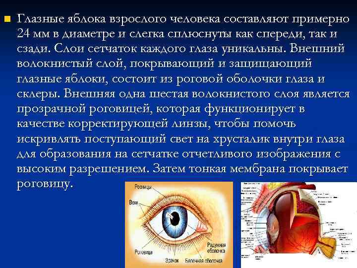 ЛЕКЦИЯ 9 СТРОЕНИЕ И ФУНКЦИИ ЗРИТЕЛЬНОГО АНАЛИЗАТОРА