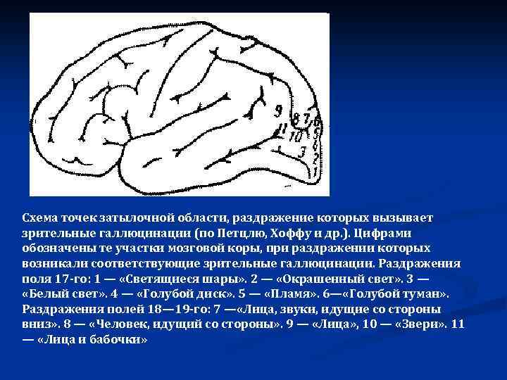 Схема точек затылочной области, раздражение которых вызывает зрительные галлюцинации (по Петцлю, Хоффу и др.
