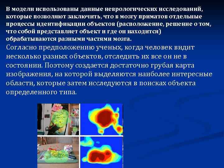 В модели использованы данные неврологических исследований, которые позволяют заключить, что в мозгу приматов отдельные