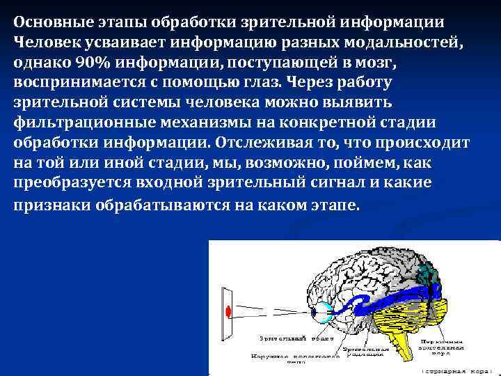 Каким образом поступает. Этапы обработки зрительной информации. Обработка зрительной информации в мозге. Каналы поступления информации в мозг. Информация поступает d мозг.