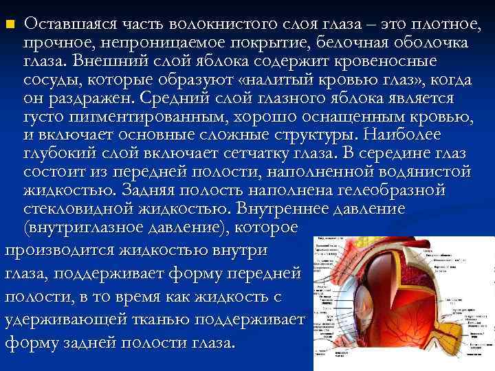 Оставшаяся часть волокнистого слоя глаза – это плотное, прочное, непроницаемое покрытие, белочная оболочка глаза.