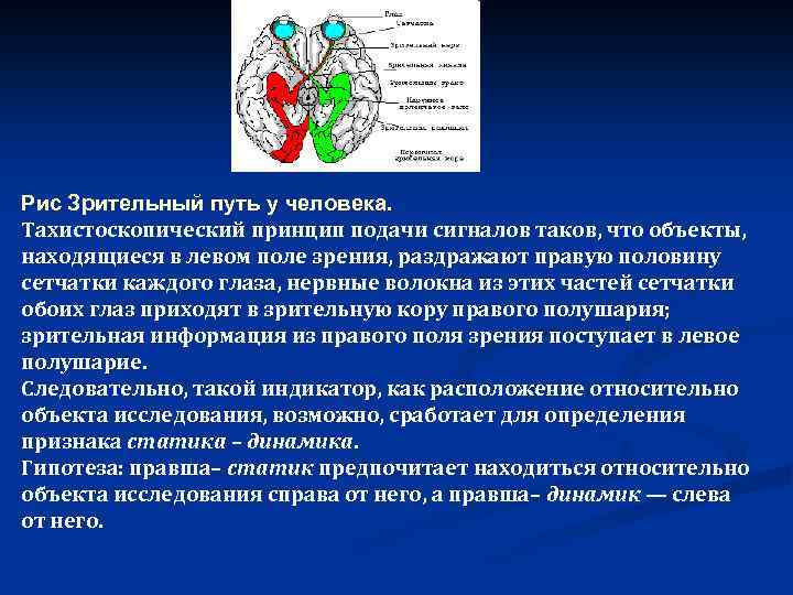 Рис Зрительный путь у человека. Тахистоскопический принцип подачи сигналов таков, что объекты, находящиеся в