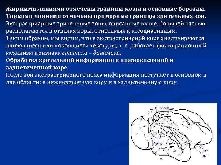Жирными линиями отмечены границы мозга и основные борозды. Тонкими линиями отмечены примерные границы зрительных