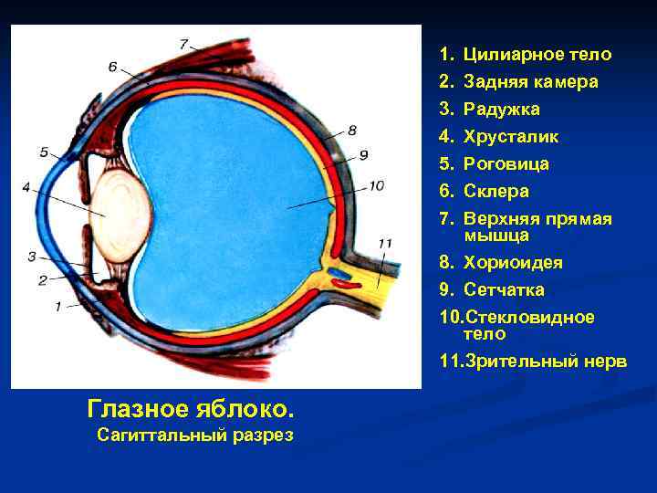Ресничная мышца глаза функции. Цилиарного тела глазного яблока. Ресничное тело глазного яблока. Ресничное тело глаза строение. Строение цилиарного тела глаза.