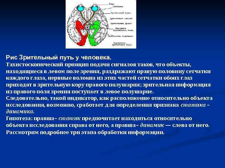 Рис Зрительный путь у человека. Тахистоскопический принцип подачи сигналов таков, что объекты, находящиеся в