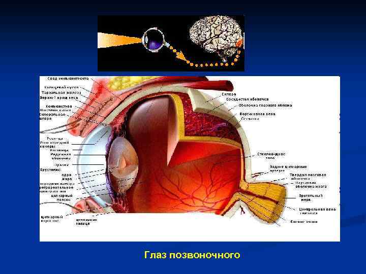 Глаз позвоночного 