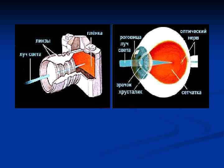 ЛЕКЦИЯ 9 СТРОЕНИЕ И ФУНКЦИИ ЗРИТЕЛЬНОГО АНАЛИЗАТОРА