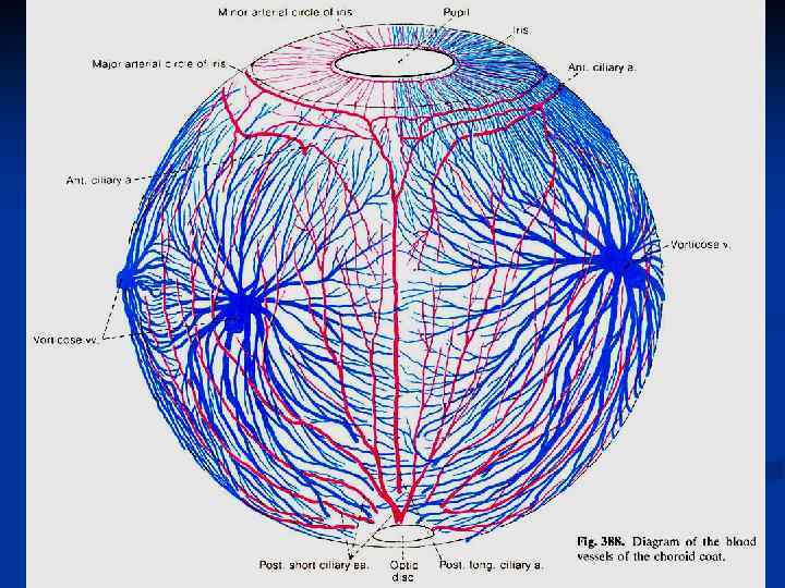 ЛЕКЦИЯ 9 СТРОЕНИЕ И ФУНКЦИИ ЗРИТЕЛЬНОГО АНАЛИЗАТОРА
