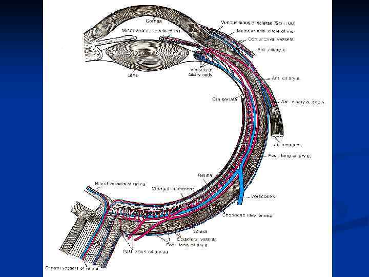 ЛЕКЦИЯ 9 СТРОЕНИЕ И ФУНКЦИИ ЗРИТЕЛЬНОГО АНАЛИЗАТОРА