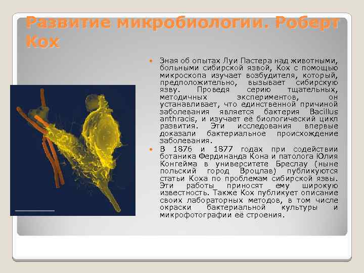 Развитие микробиологии. Роберт Кох Зная об опытах Луи Пастера над животными, больными сибирской язвой,
