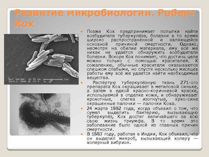 Развитие микробиологии. Роберт Кох Позже Кох предпринимает попытки найти возбудителя туберкулёза, болезни в то