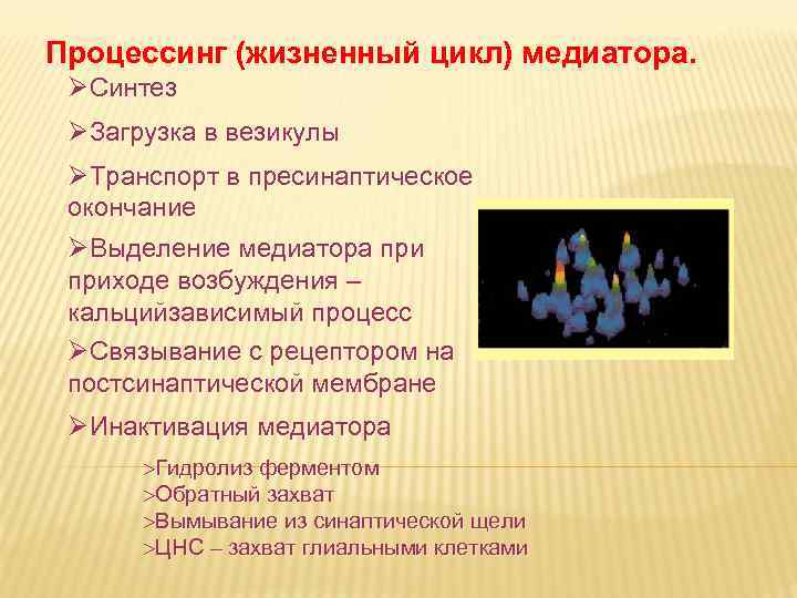 Процессинг (жизненный цикл) медиатора. ØСинтез ØЗагрузка в везикулы ØТранспорт в пресинаптическое окончание ØВыделение медиатора