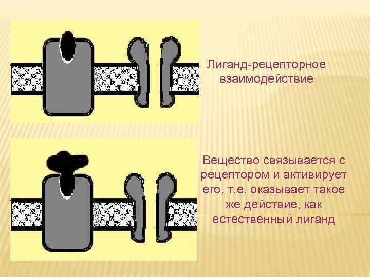 Лиганд-рецепторное взаимодействие Вещество связывается с рецептором и активирует его, т. е. оказывает такое же