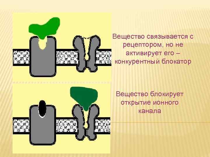 Вещество связывается с рецептором, но не активирует его – конкурентный блокатор Вещество блокирует открытие