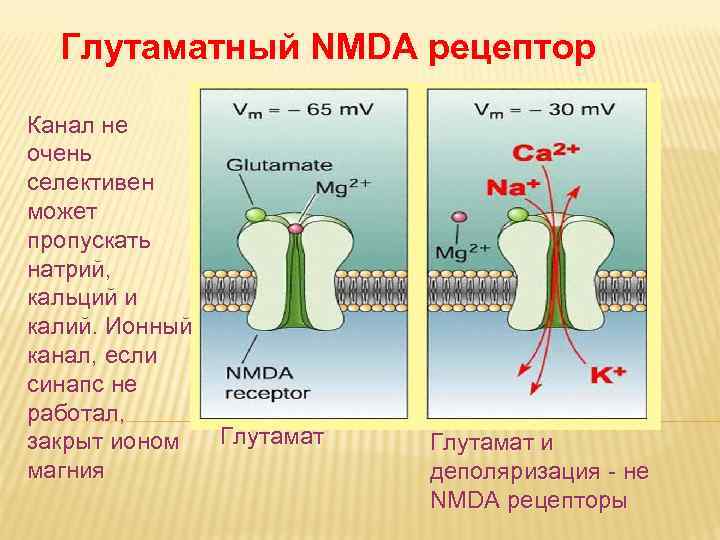 Глутаматный NMDA рецептор Канал не очень селективен может пропускать натрий, кальций и калий. Ионный