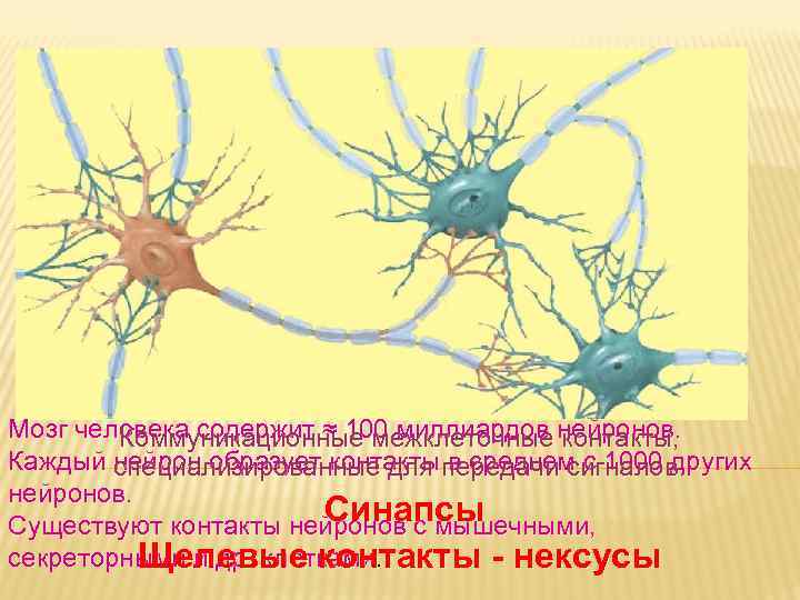 Контактный Нейрон. Контакт нейронов. Рецептор (нервная система). В местах многочисленных контактов нервных клеток образуются.