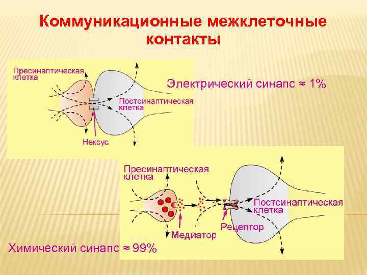 Коммуникационные межклеточные контакты Электрический синапс ≈ 1% Химический синапс ≈ 99% 