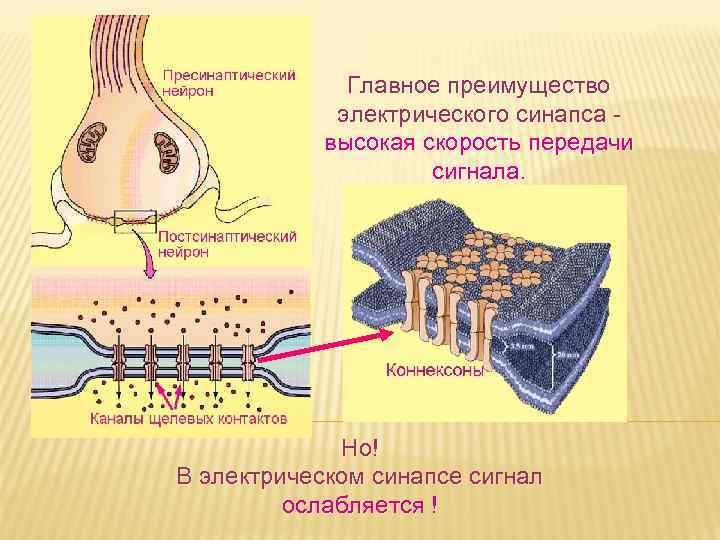 Главное преимущество электрического синапса высокая скорость передачи сигнала. Но! В электрическом синапсе сигнал ослабляется