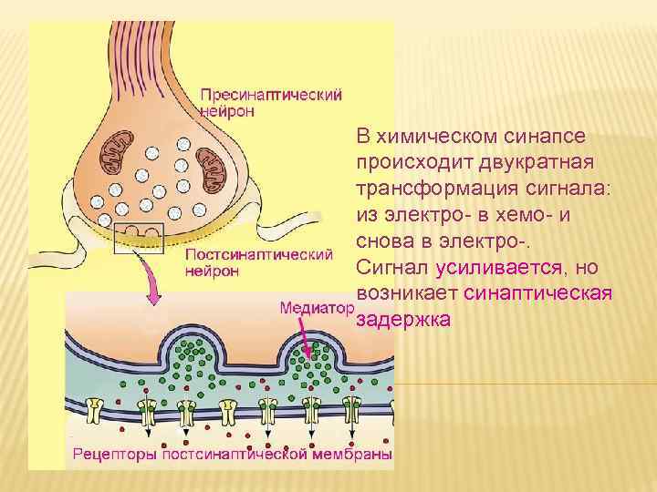 В химическом синапсе происходит двукратная трансформация сигнала: из электро- в хемо- и снова в