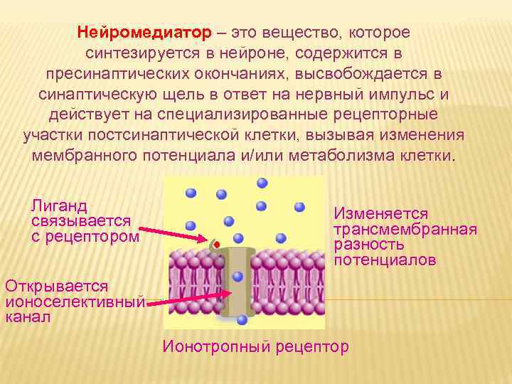 Нейромедиатор – это вещество, которое синтезируется в нейроне, содержится в пресинаптических окончаниях, высвобождается в