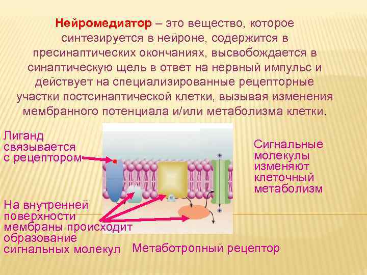 Нейромедиатор – это вещество, которое синтезируется в нейроне, содержится в пресинаптических окончаниях, высвобождается в