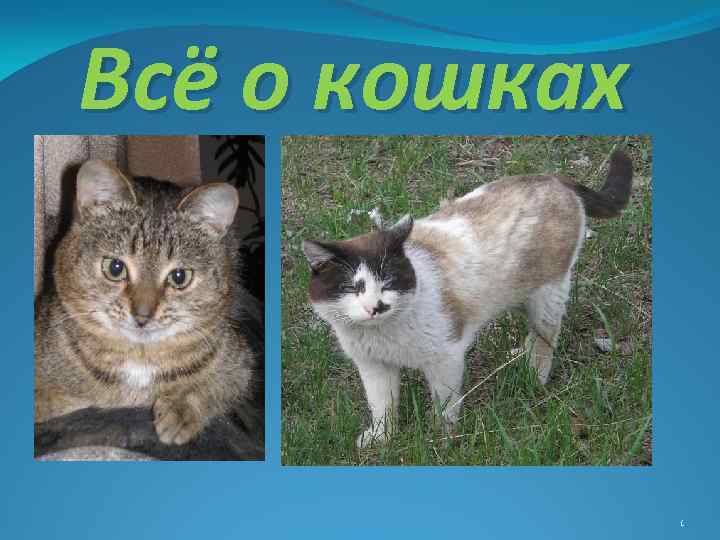 Всё о кошках 1 
