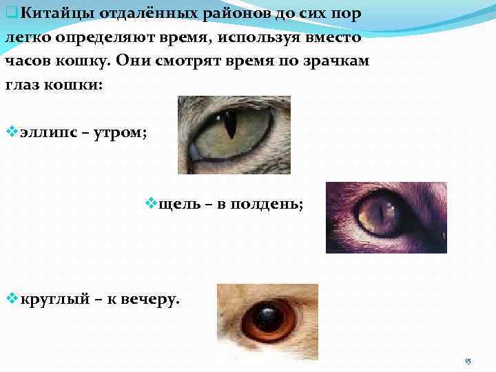 q Китайцы отдалённых районов до сих пор легко определяют время, используя вместо часов кошку.