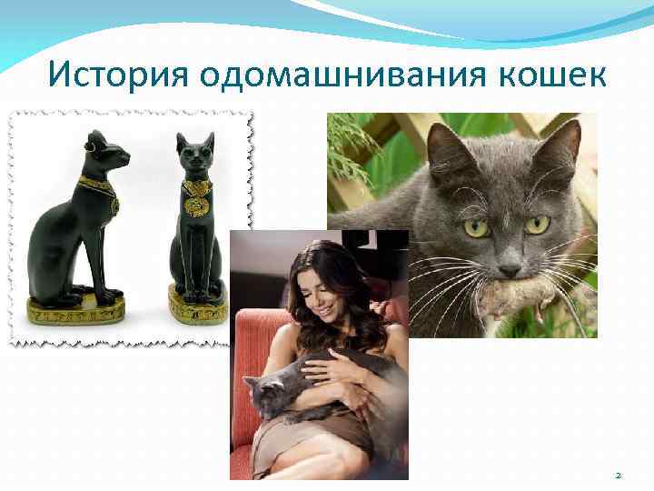 История одомашнивания кошек 2 