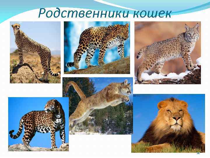 Родственники кошек 21 